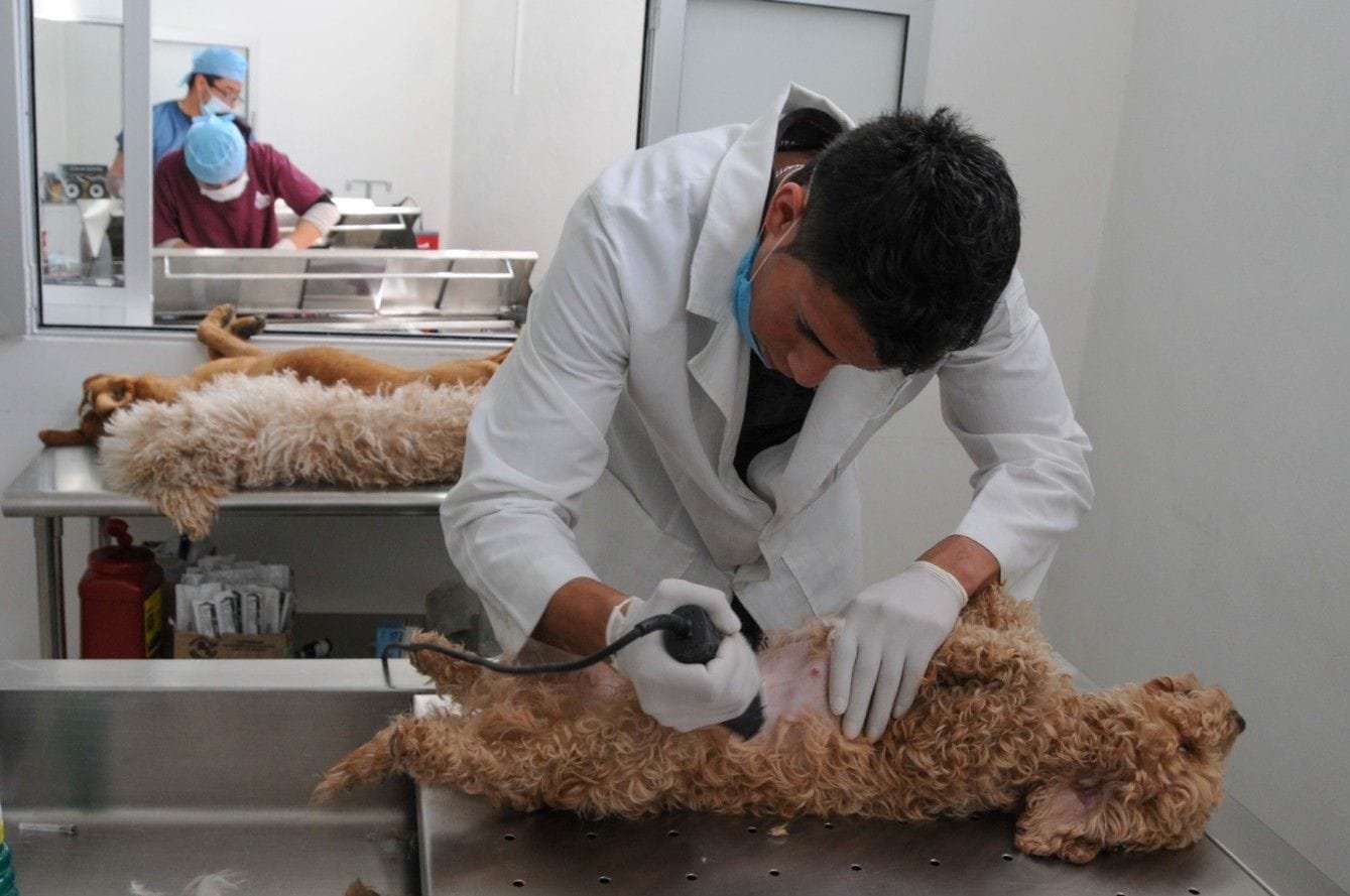 GOBIERNO DEL EDOMEX REALIZARÁ JORNADA GRATUITA DE ESTERILIZACIÓN ANIMAL EN NEZAHUALCÓYOTL